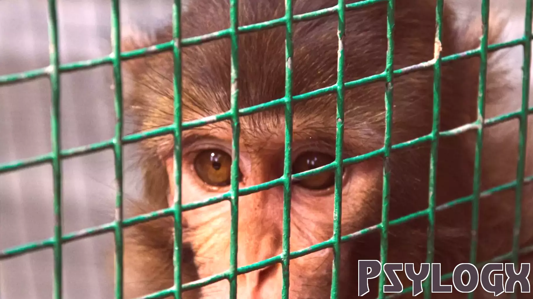 A Look Behind the Doors of a Primate Research Facility