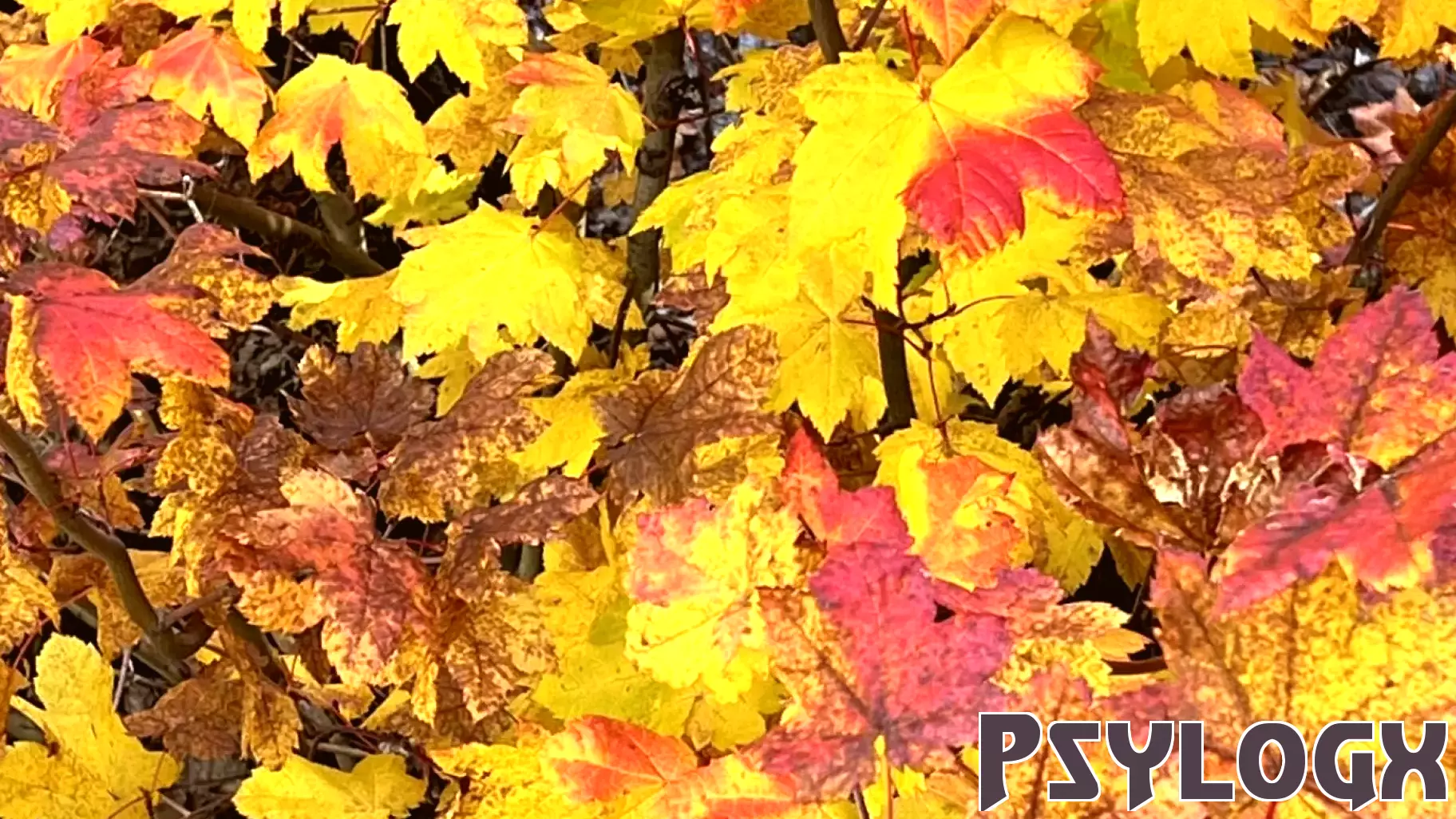 Cultivating Gratitude Through Daily Nature Gifts