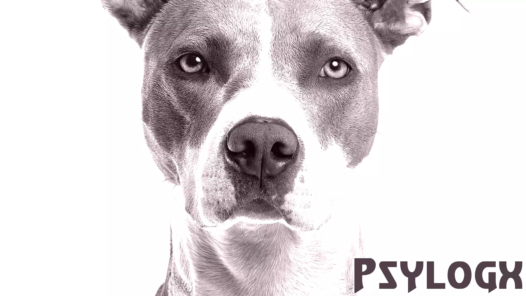 Debunking Myths About Dogs: The Impact on Relationships