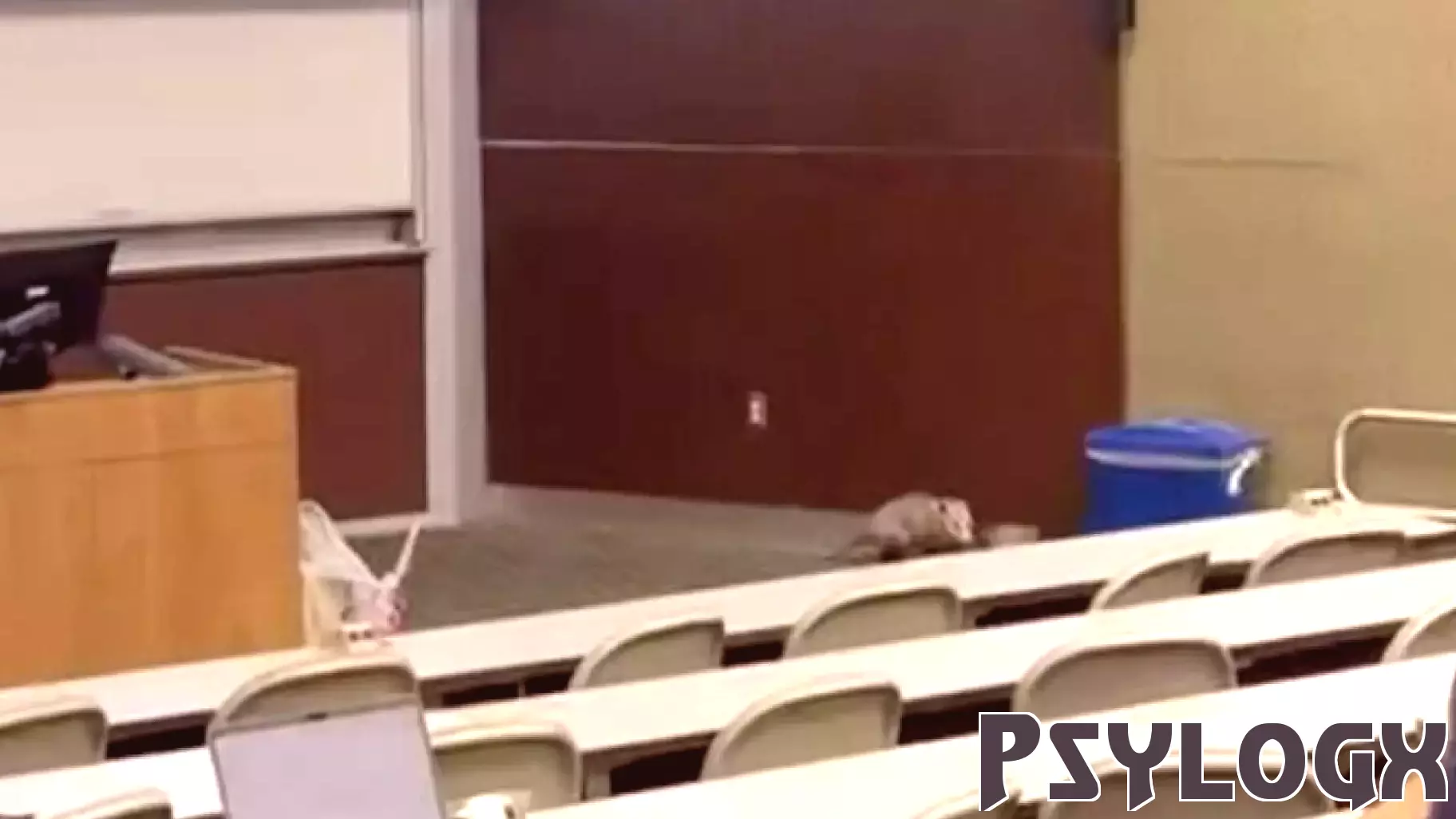 Opossums crash psychology class after falling through Whitten ceiling