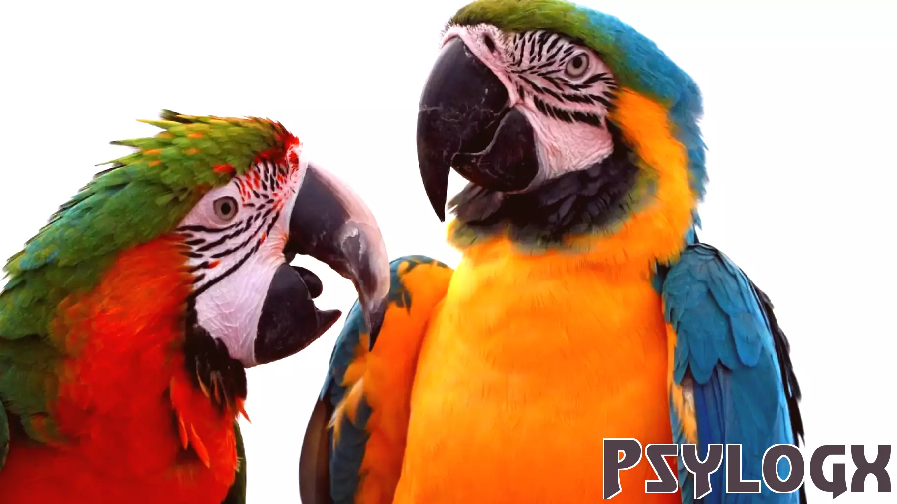 The Fascinating Social Learning of Macaws