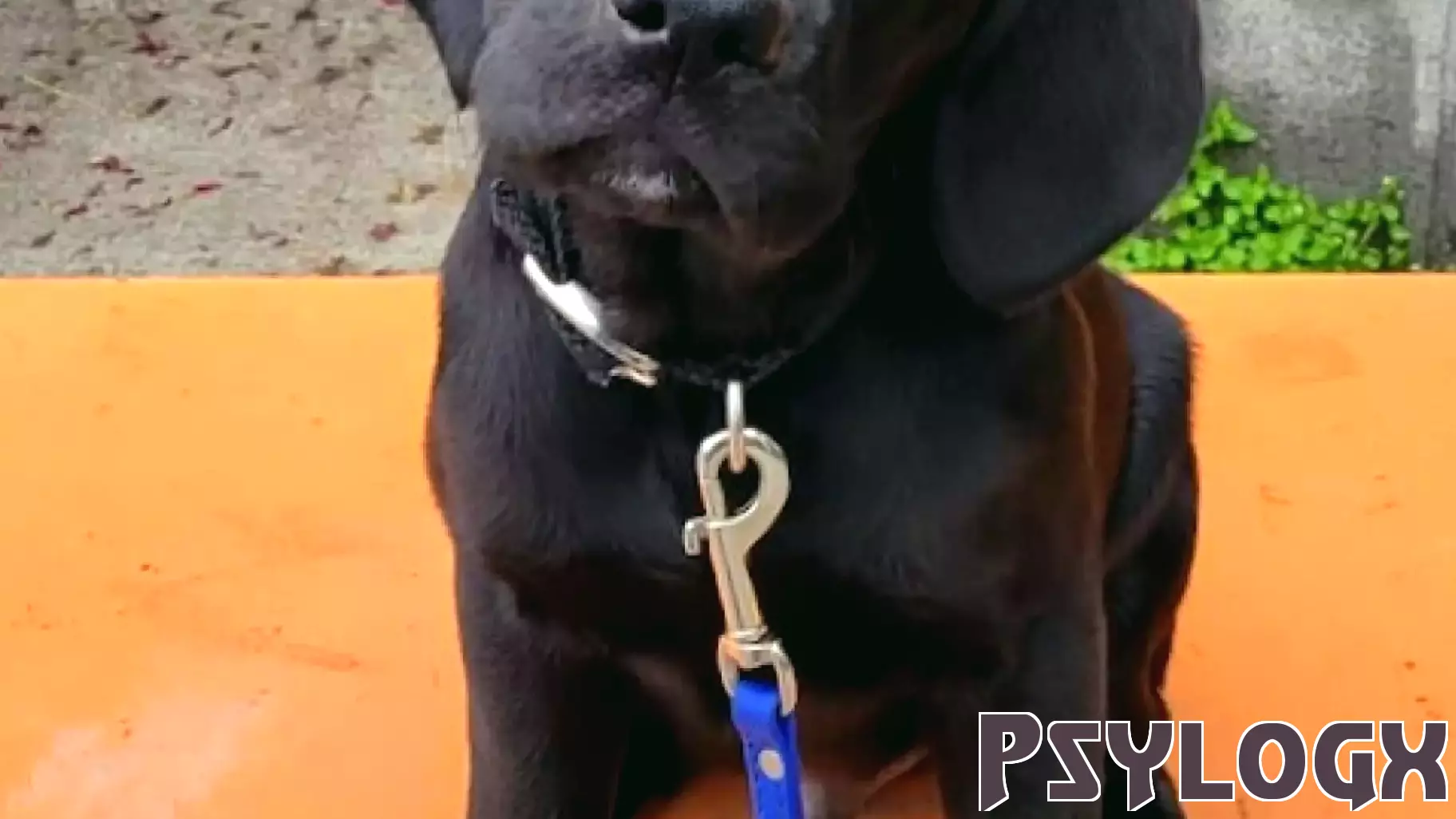 The Joy of Altruism: Raising a Service Dog