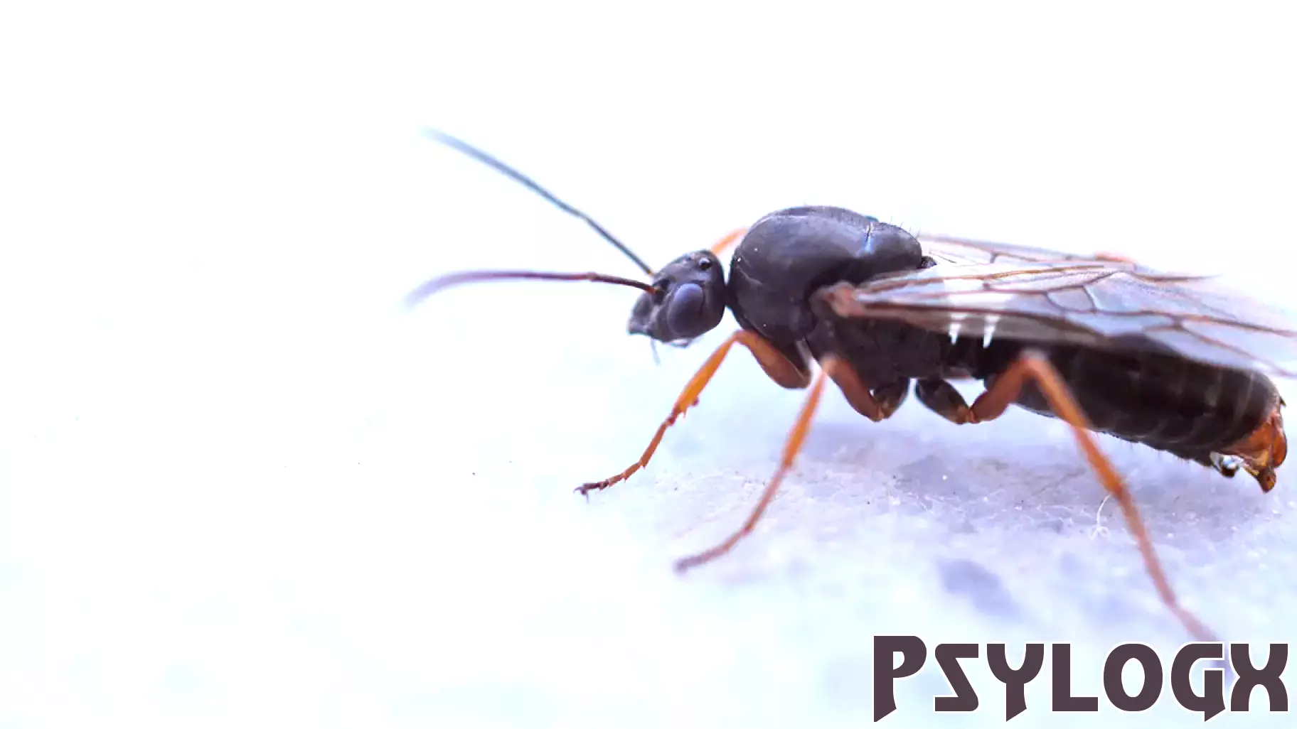 The Parasite That Chemically Castrates Its Moth Host