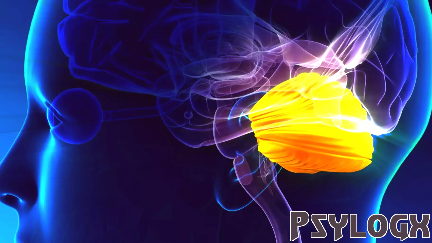 Understanding the Brain's Response to Visual Cues