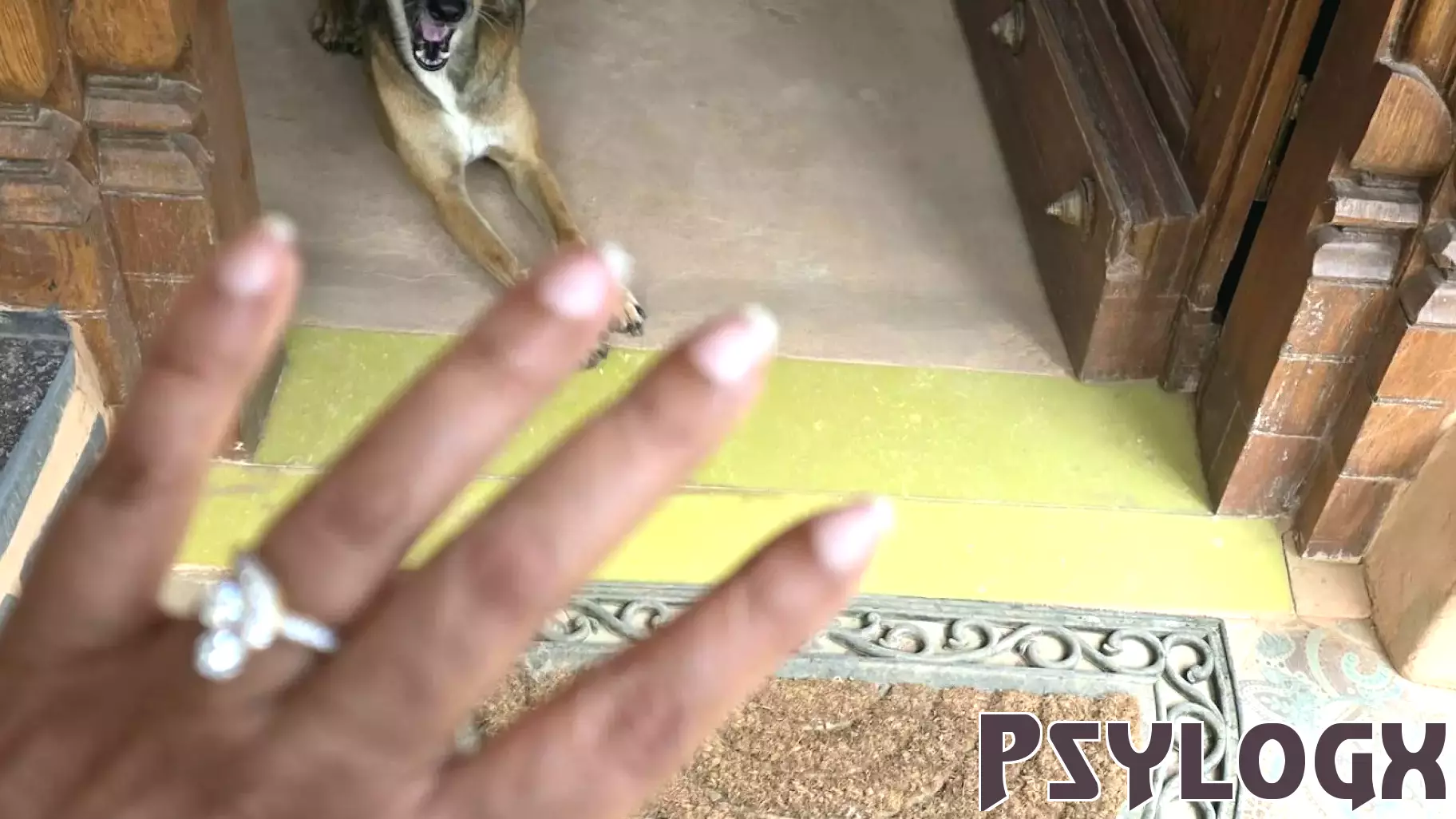 What Are Dogs Reading in Human Gestures Like the Open Palm?