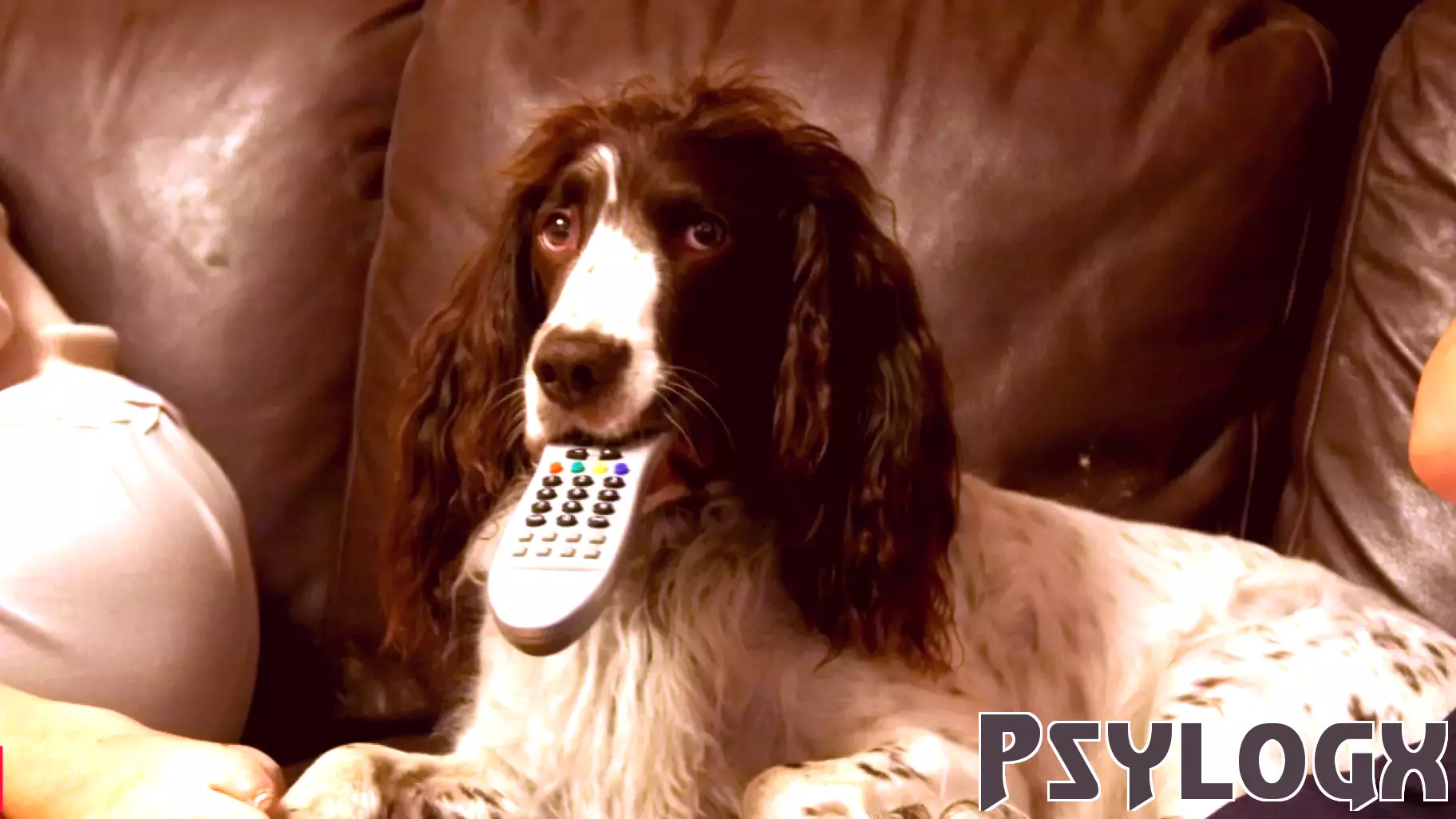Why do people leave TV on for their dogs when they go out? Study has an answer