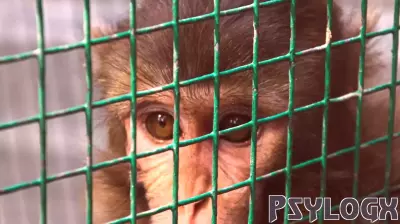 A Look Behind the Doors of a Primate Research Facility