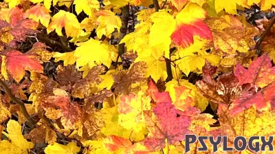 Cultivating Gratitude Through Daily Nature Gifts