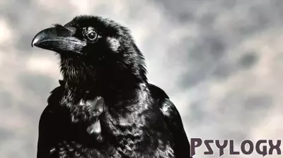 Exploring the Inner World of Crows: Insights from New Research