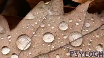 The Emotional Effects of Continuous Rain on Our Wellbeing