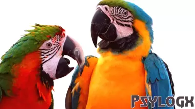 The Fascinating Social Learning of Macaws