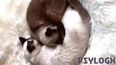 The Financial Value of Pet Ownership on Happiness Revealed