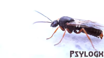 The Parasite That Chemically Castrates Its Moth Host