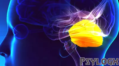 Understanding the Brain's Response to Visual Cues