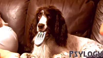 Why do people leave TV on for their dogs when they go out? Study has an answer